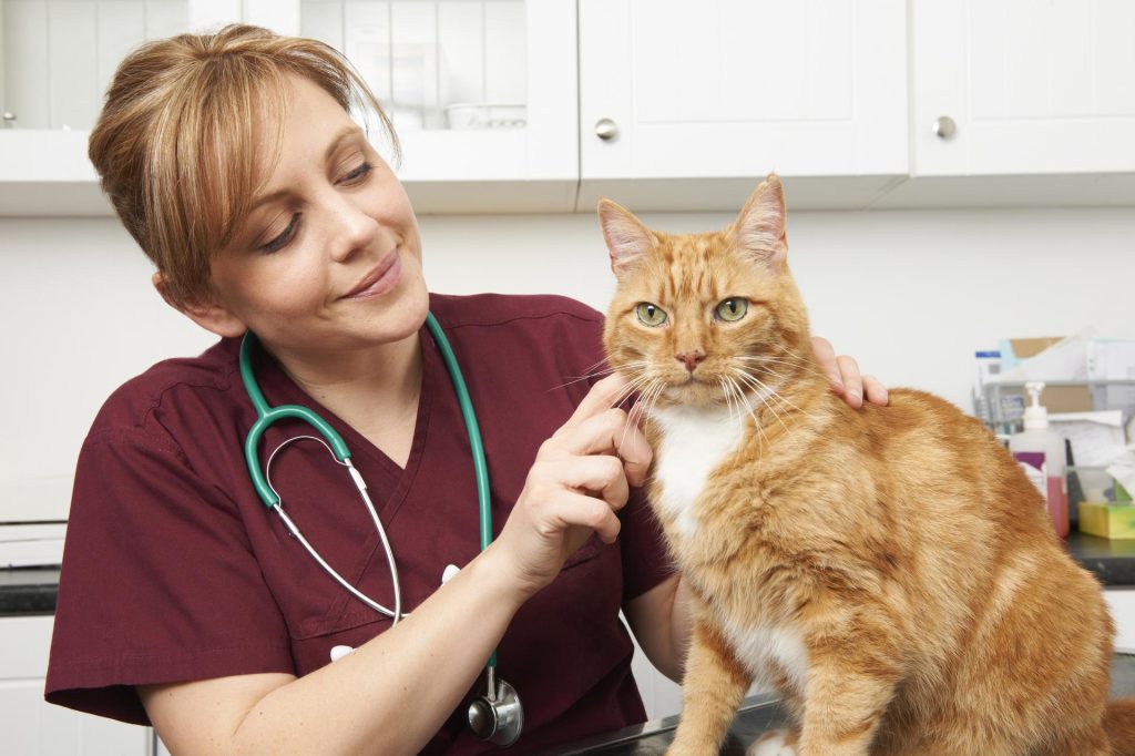 Common Digestive Issues In Cats