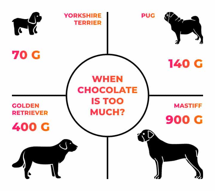 Everything You Need To Know About Chocolate Poisoning In Dogs