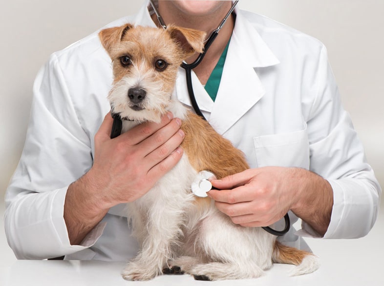 Exploring Your Dog's Heart Health: Insights for Pet Owners