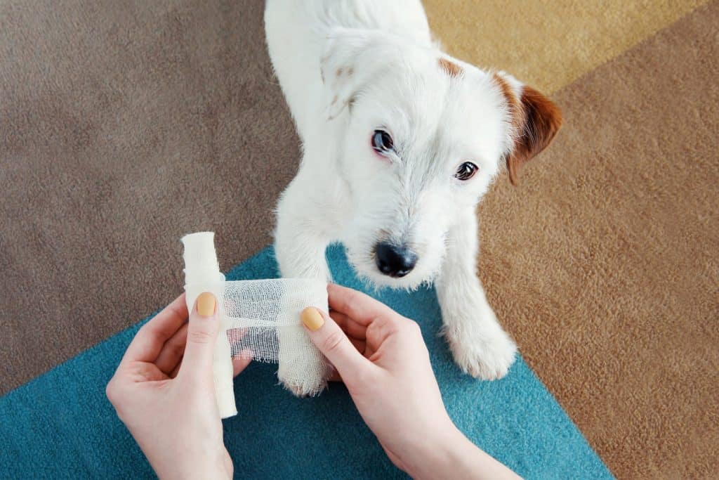 How To Assemble a Dog First Aid Kit