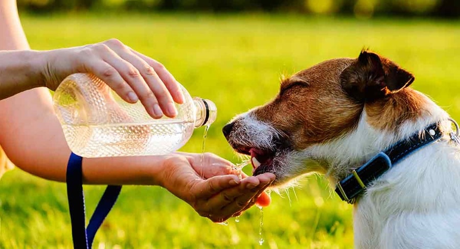 7 Signs of Dehydration in Dogs