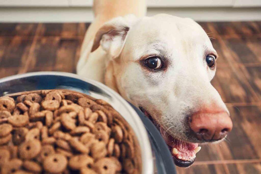 How Does Your Pet's Diet Influence Their Behavior?