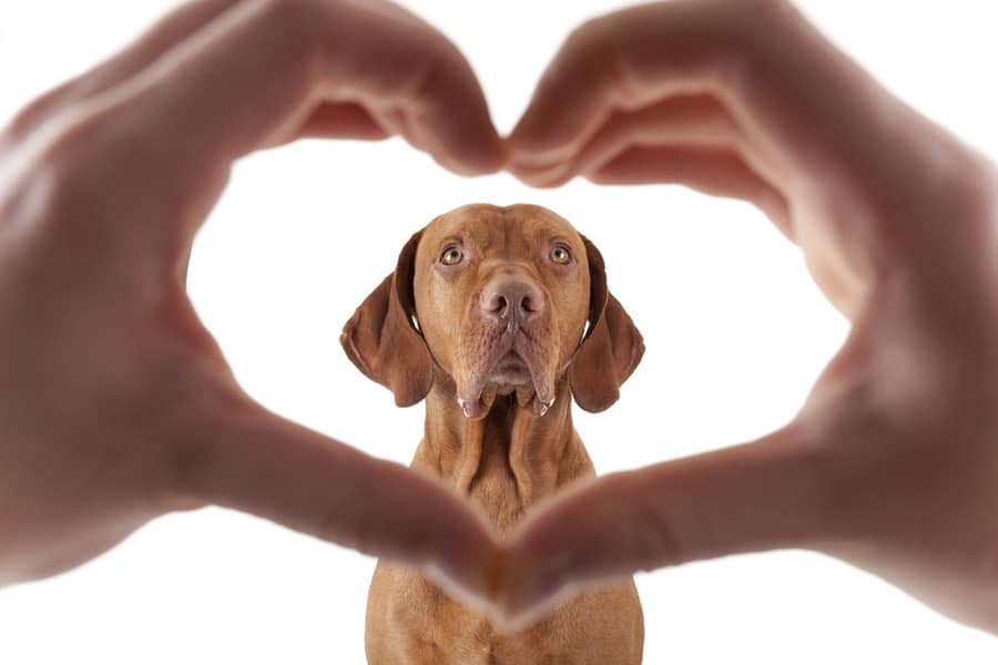 Exploring Your Dog's Heart Health: Insights for Pet Owners