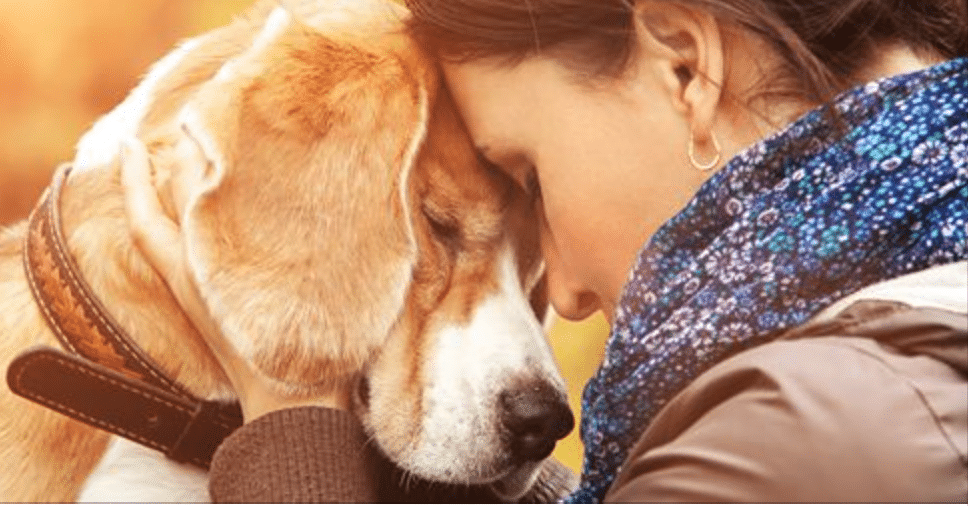 Can Pets Truly Understand Human Emotions?