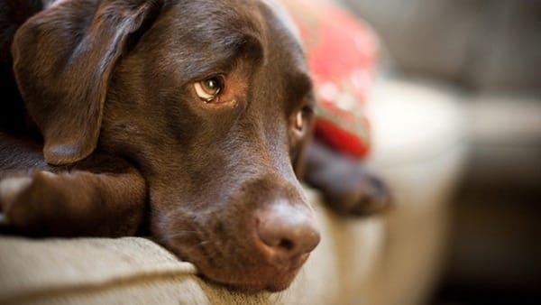 Can Pets Truly Understand Human Emotions?
