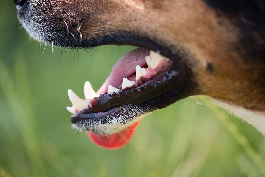 How To Spot Dental Disease In Dogs