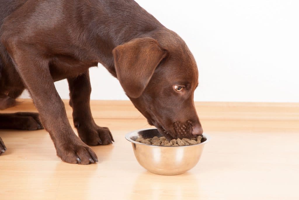 What Your Dog's Waste is Telling You About Their Health