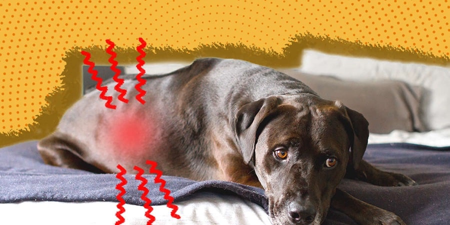 A Closer Look At Canine Kidney Disease