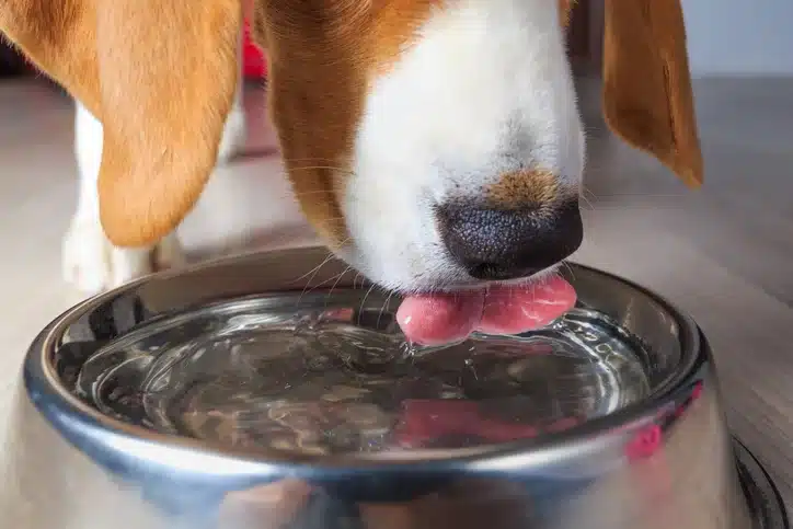 7 Signs of Dehydration in Dogs