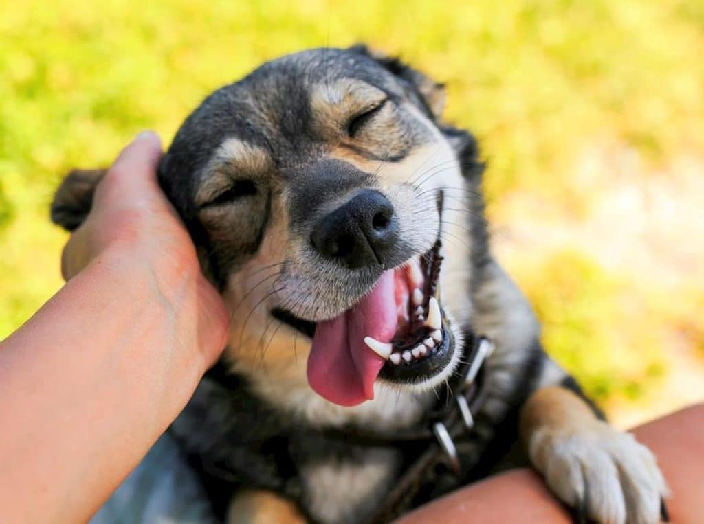 The Impact Of Happiness On Your Dog's Lifespan