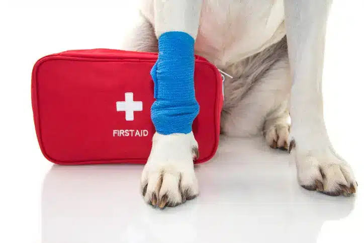 How To Assemble a Dog First Aid Kit