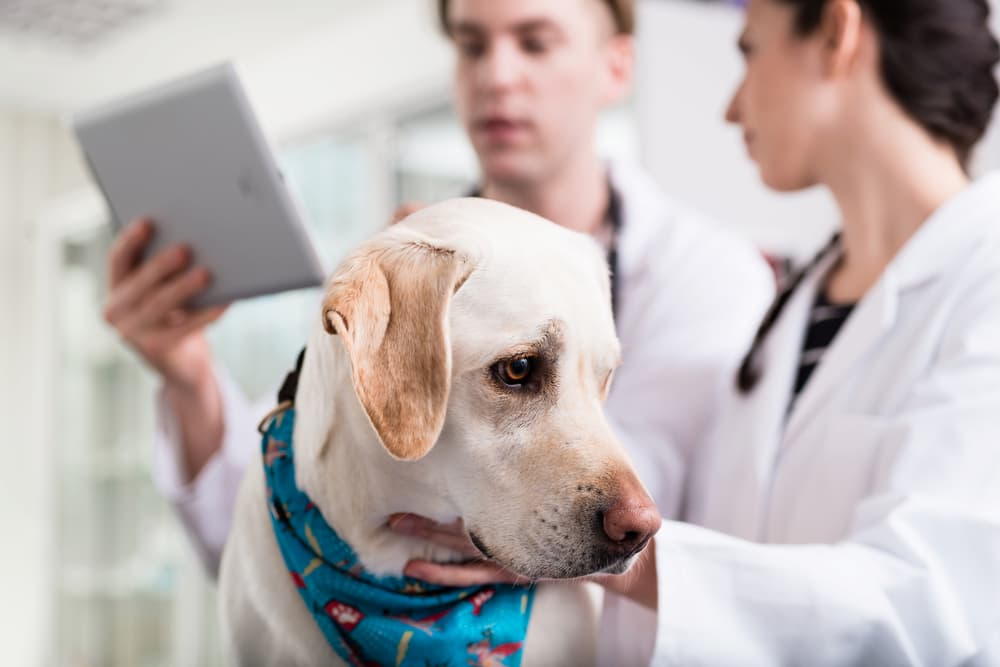 A Closer Look At Canine Kidney Disease