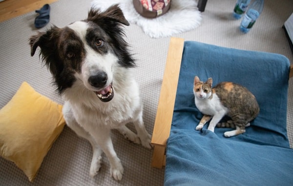 Multi-Pet Households