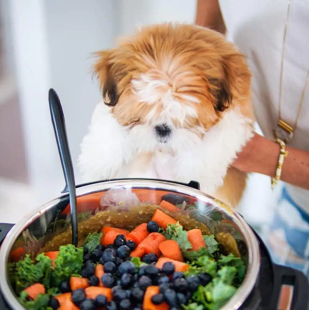 Debunking Pet Food Myths: What You Need to Know