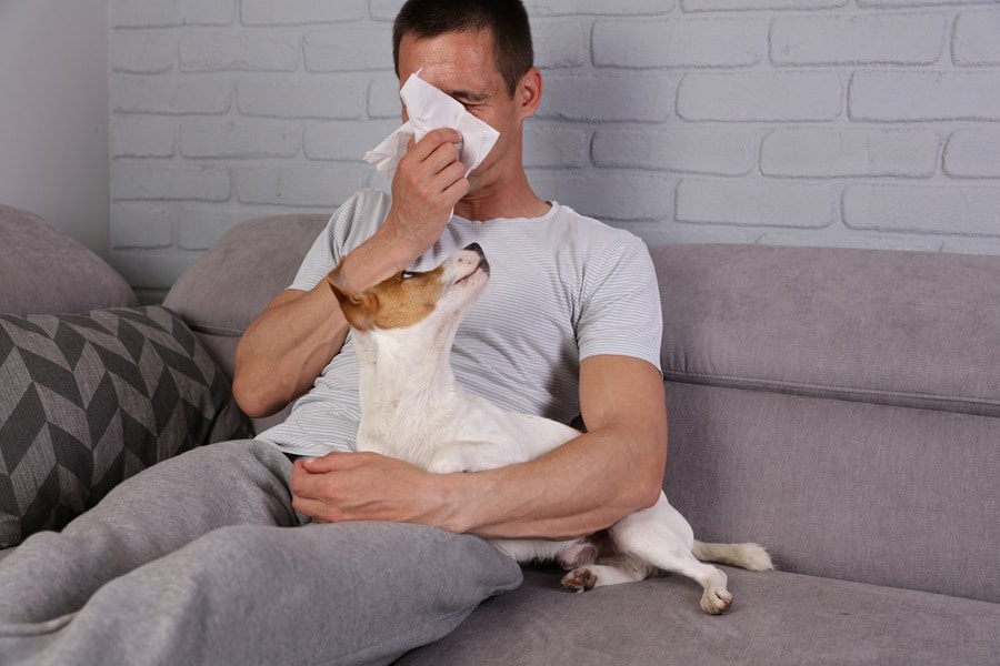 Understanding Pet Allergies: Causes, Symptoms, And Treatments