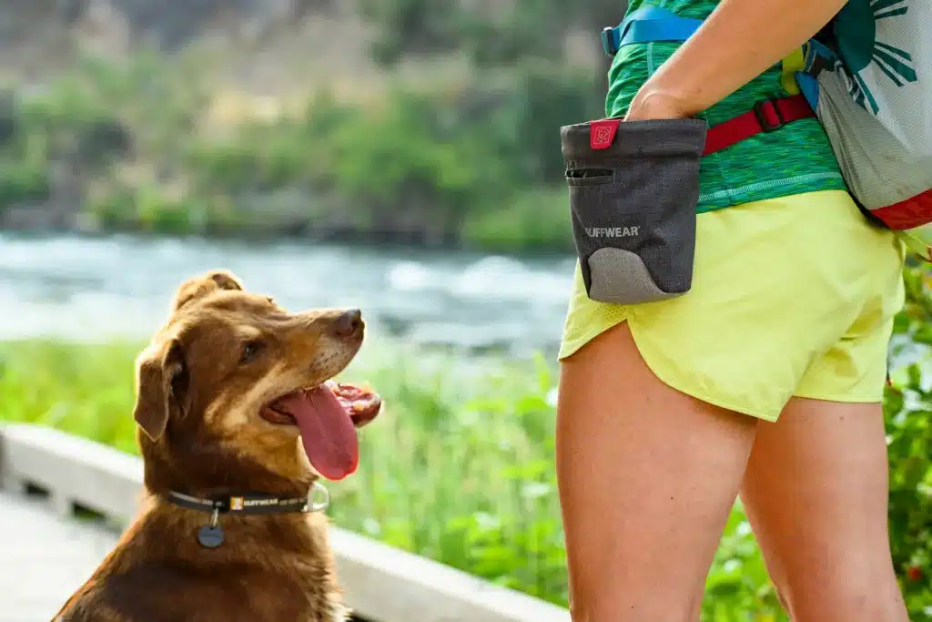 8 Must-Have Products for New Dog Owners