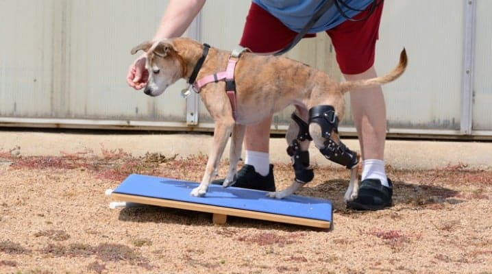 Coping With The Challenges Of A Disabled Pet