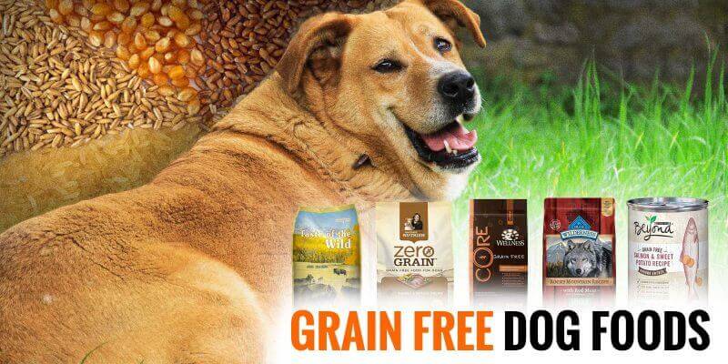 The Truth About Grain-Free Diets for Dogs