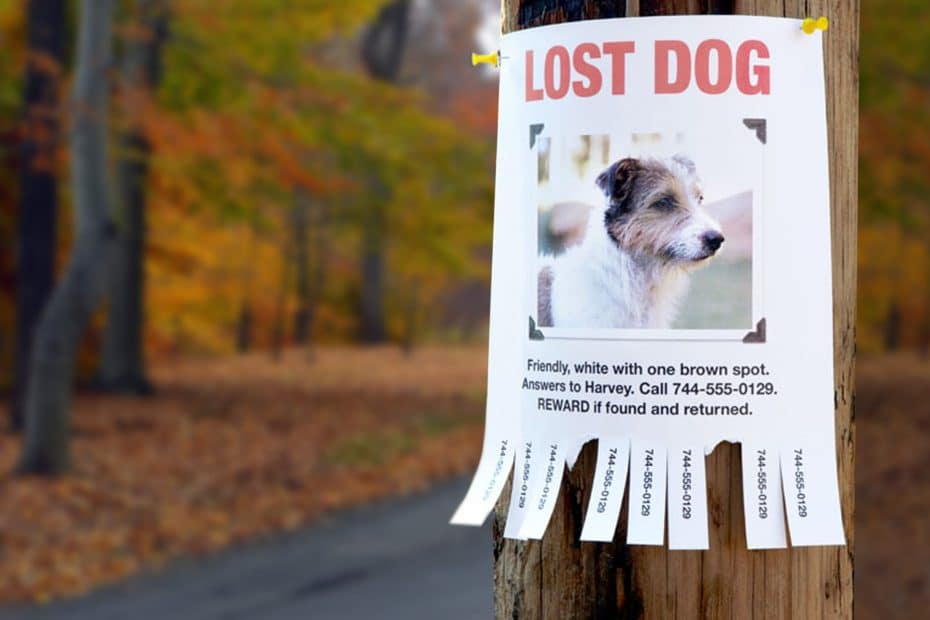 What Should You Do If Your Pet Goes Missing?