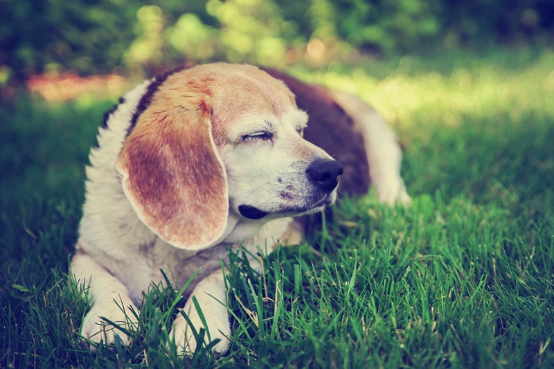 7 Signs of Aging Every Dog Owner Should Know