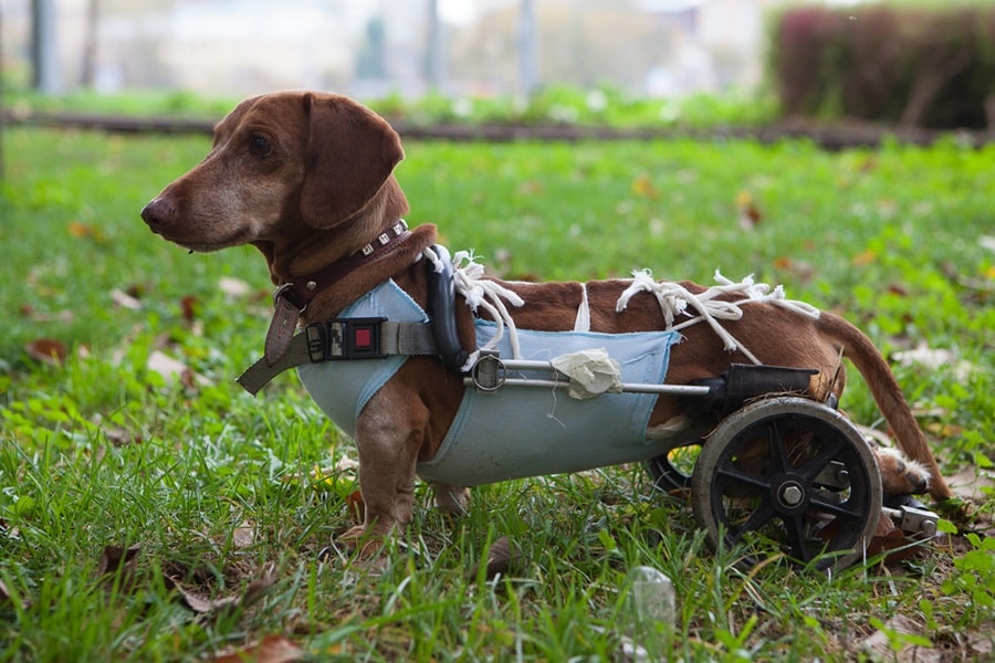 Coping With The Challenges Of A Disabled Pet