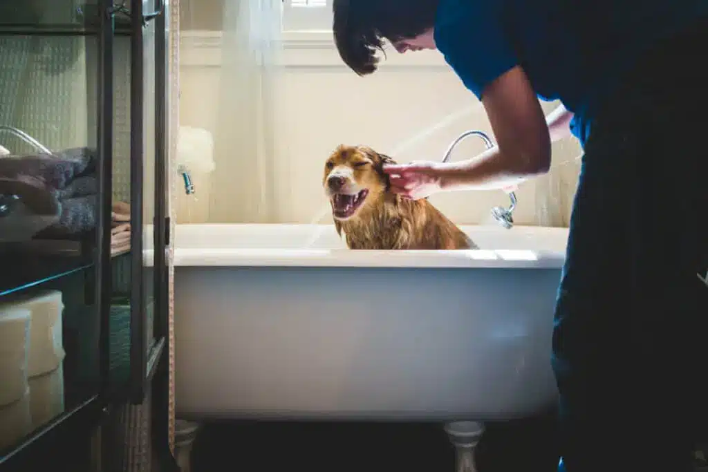 How Oatmeal Baths Soothe Itchy Skin In Dogs