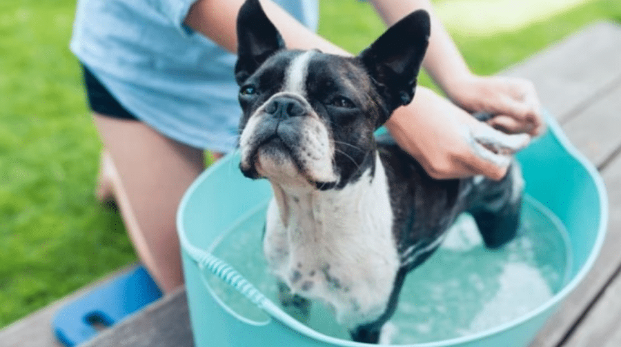 How Oatmeal Baths Soothe Itchy Skin In Dogs