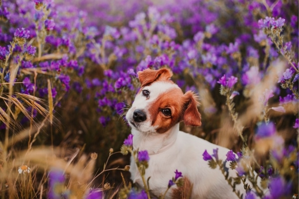 The Calming Effects of Lavender for Anxious Dogs