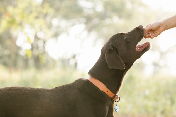 Harnessing the Healing Power of Honey for Canine Care