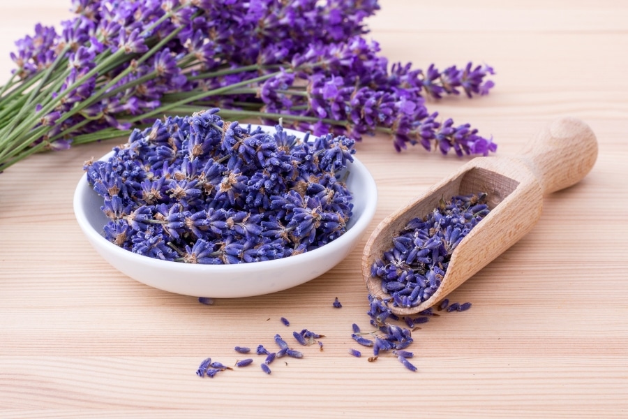 The Calming Effects of Lavender for Anxious Dogs