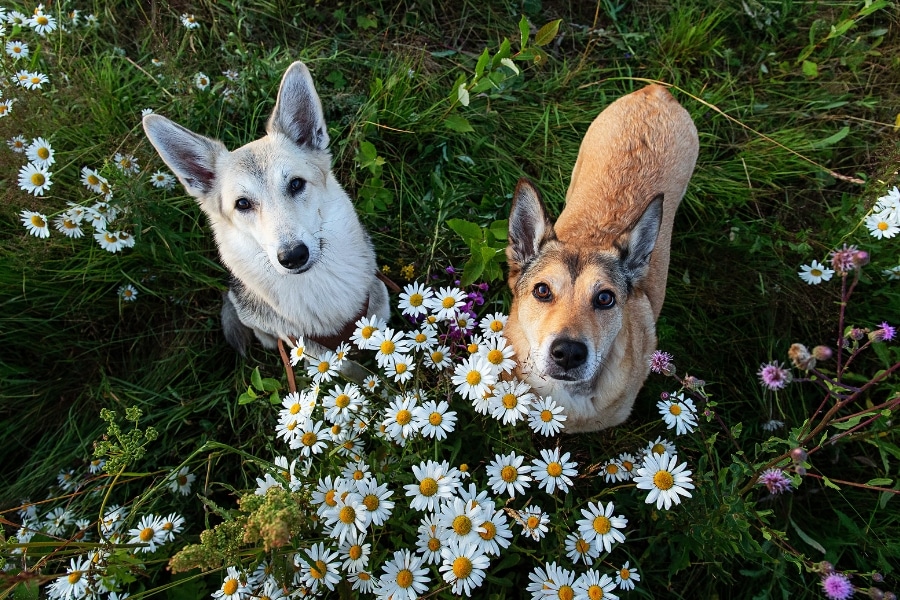 The Healing Effects Of Chamomile For Dogs