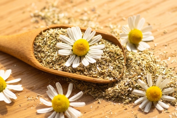The Healing Effects Of Chamomile For Dogs