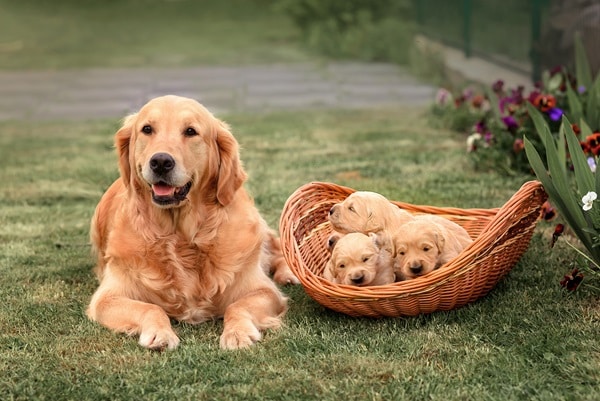 Canine Genetics and Breed Origins
