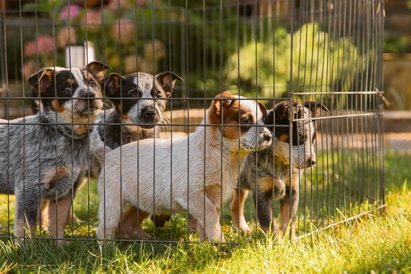 Canine Genetics and Breed Origins
