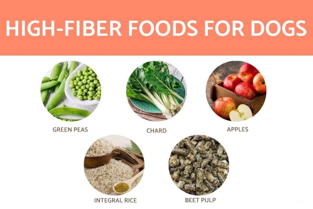 The Importance of Fiber in a Dog's Diet